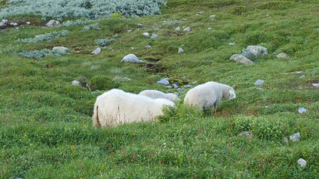 Happy sheep grazing in emerald green Norwegian Fjords 