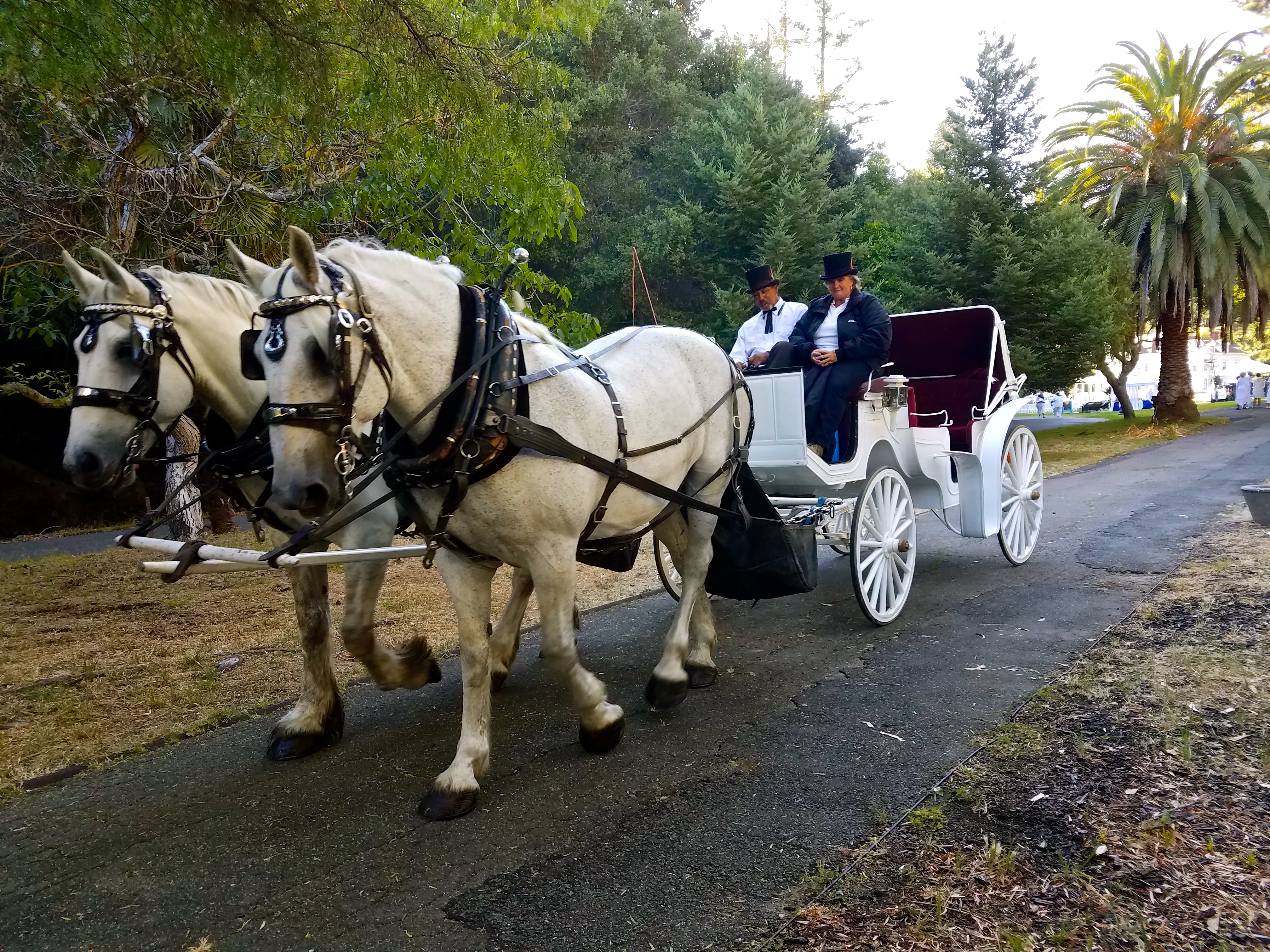 Horse-drawn carriage rides right along side our stage at the Dunsmuir Hellman Historic Estate in Oakland last Saturday night