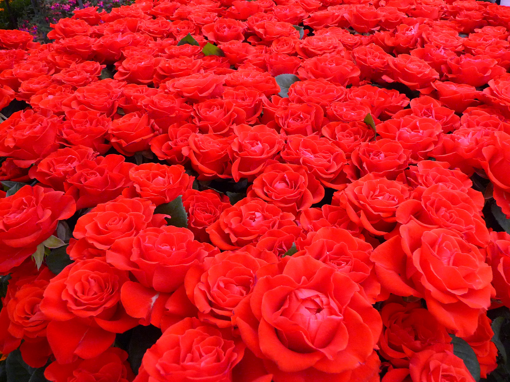 Sea of Roses